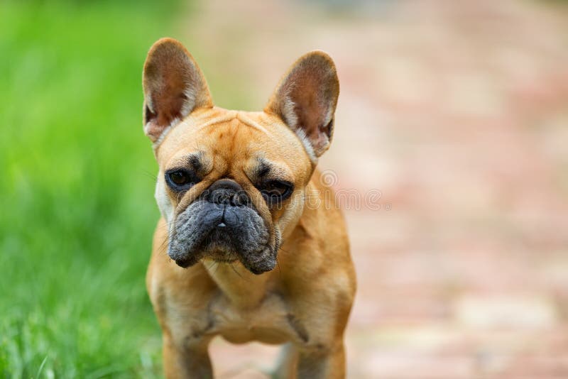 French Bulldog Looking To the Camera Stock Image - Image of friend ...