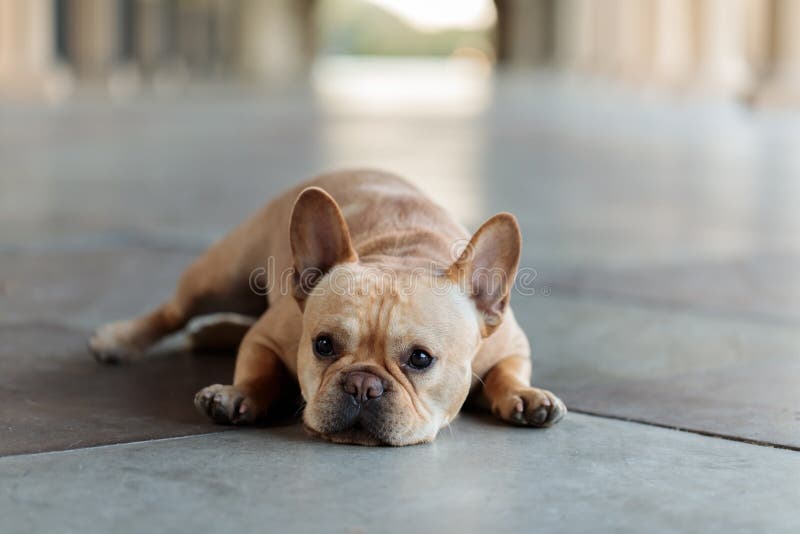 French Bulldog Lying Down On The Floor. Stock Image