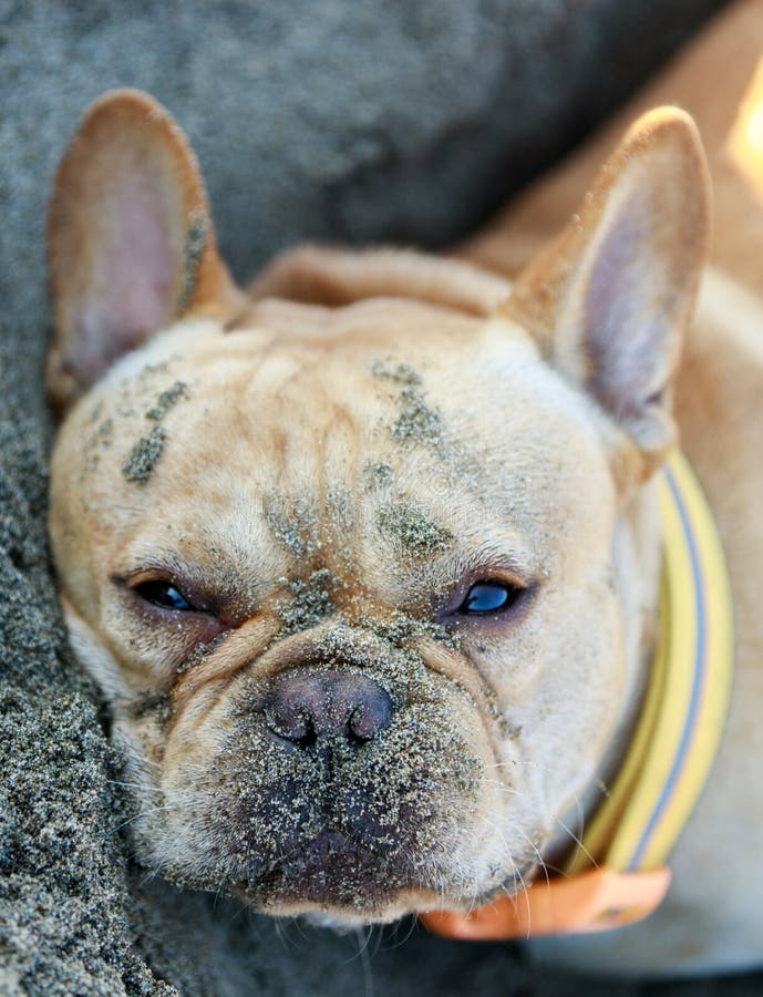 French Bulldog Lying Down In Sandy Beach. Stock Photo