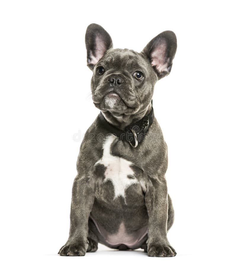 French Bulldog Puppy 3 Months Old Stock Photos - Free & Royalty-Free ...