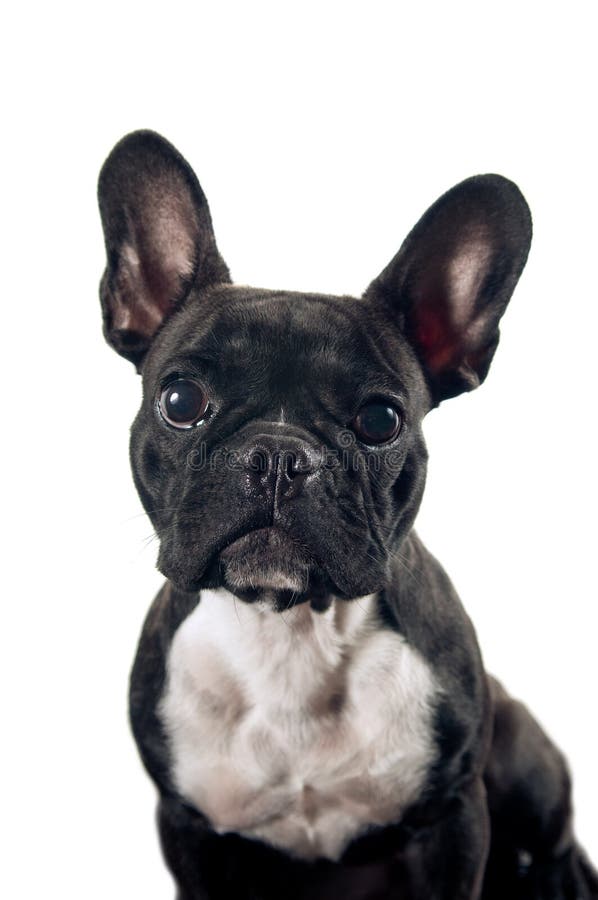 French Bulldog puppy stock photo. Image of frame, cardboard - 60340876
