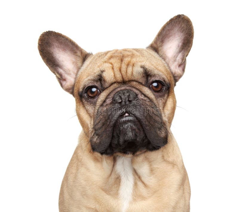 French bulldog portrait