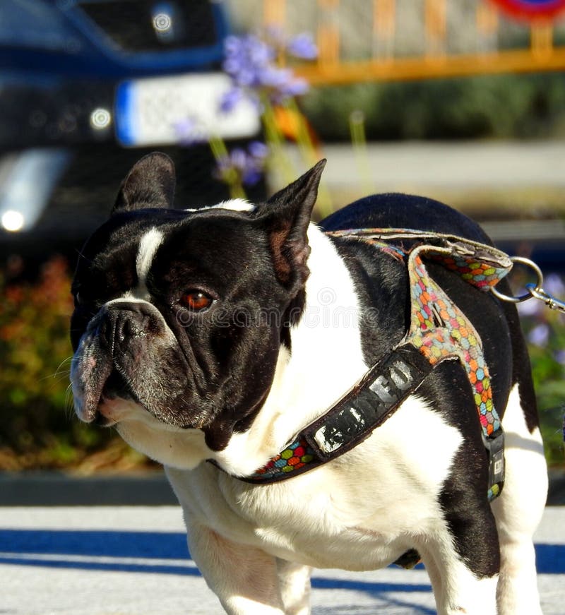 French Bulldog. Portrait of the face and sad eyes. stock photos French Bulldog. Portrait of the face and sad eyes. stock photos