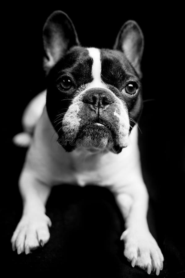 French bulldog portrait stock photo. Image of muzzle - 113981820
