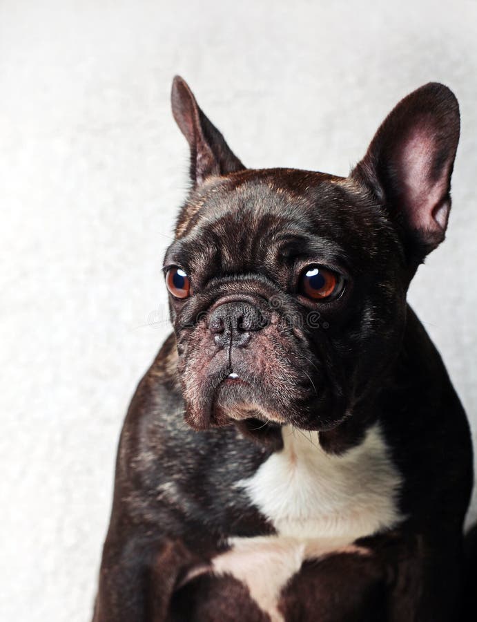 French Bulldog Portrait White Background Studio Stock Image - Image of ...