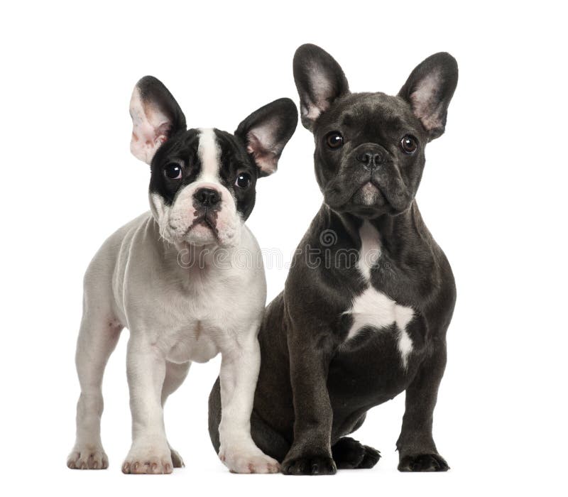 French Bulldog Puppies, 4 Months Old, Sitting Stock Photo - Image of ...