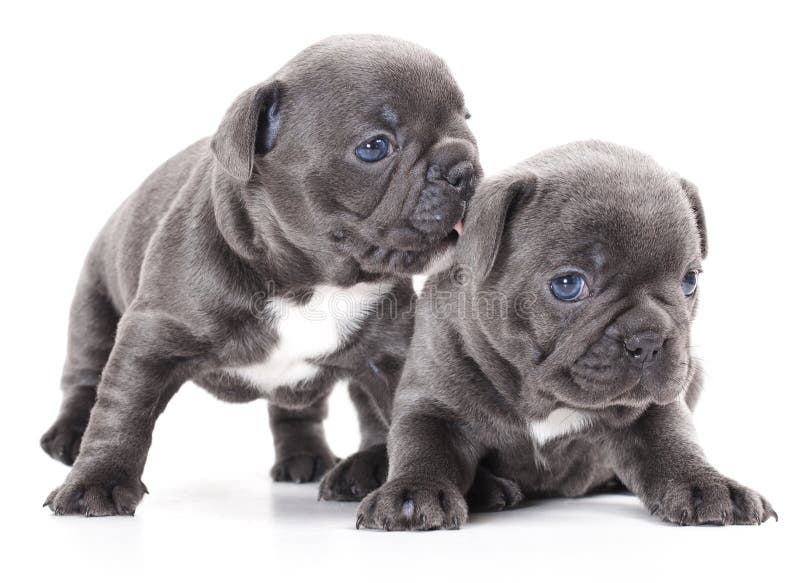 French bulldog puppy stock photo. Image of animal, doggy - 20653244