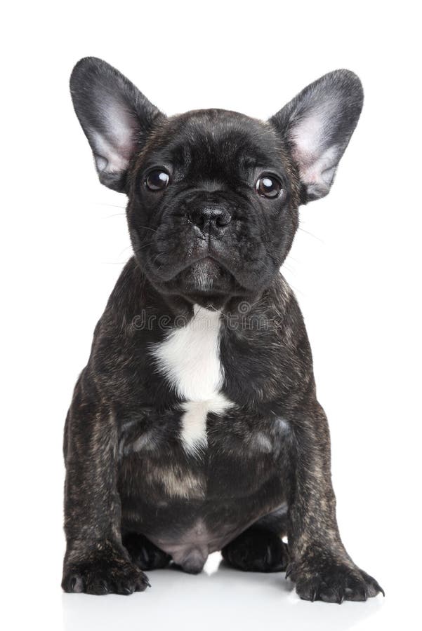 French Bulldog Puppy Portrait Stock Image - Image of puppy, portrait ...