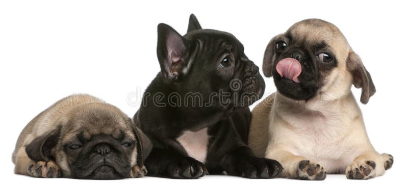 French Bulldog puppy between two Pug puppies royalty free stock image French Bulldog puppy between two Pug puppies royalty free stock image