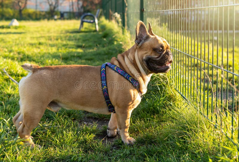 French Bulldog Puppy on Walking in the Summer Park. Close Up Cute ...