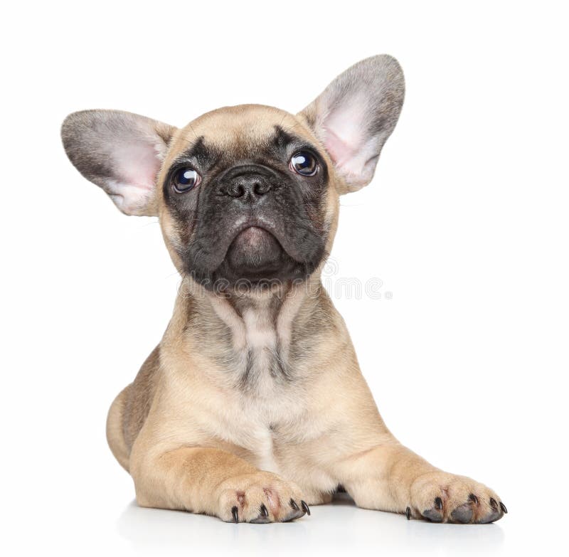 12,782 French Bulldog White Background Puppy Stock Photos - Free ...