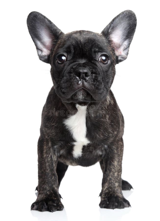 French Bulldog Puppy on a White Background Stock Photo - Image of whelp ...