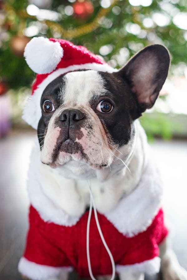 French Bulldog In Santa Costume For Christmas Stock Image - Image: 36175833