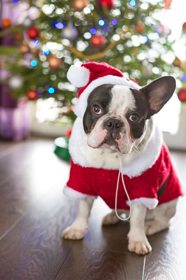 French bulldog in santa costume for Christmas. French bulldog dressed up in santa costume for Christmas stock photo French bulldog in santa costume for Christmas. French bulldog dressed up in santa costume for Christmas stock photo