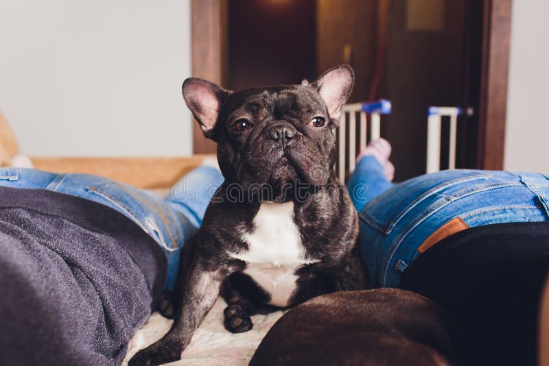French Bulldog Sitting on Couch Horizontal Dog. Stock Image Image