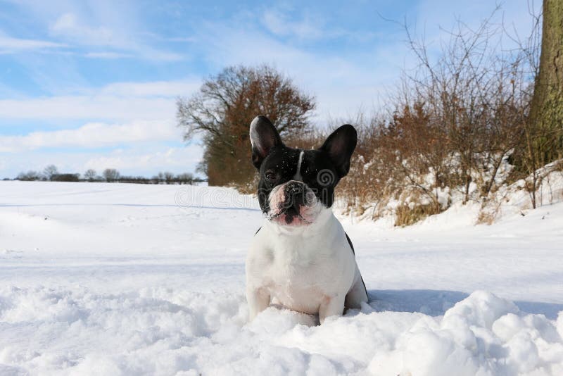 French Bulldog Portrait in the Snow Stock Photo - Image of male, cold ...