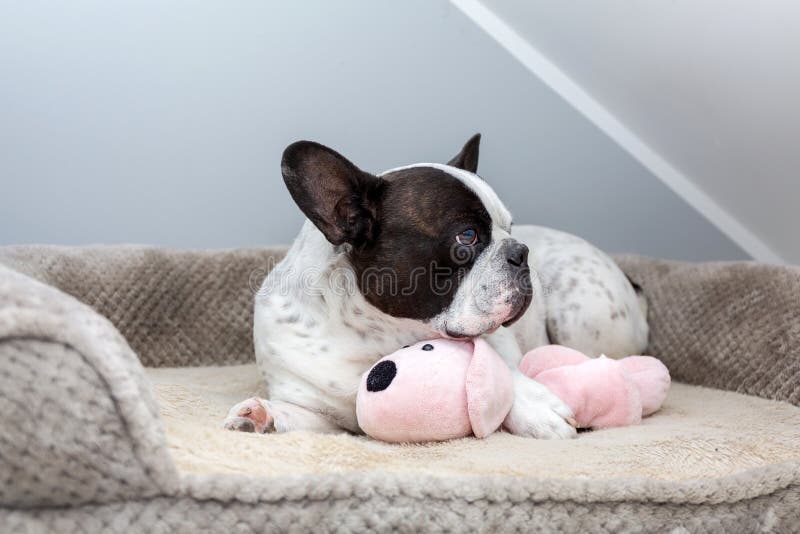 Tiny doggi with bunny ears. Little felt dog Funny toy Cute needle felted toy Sweet animal Black & white french bulldog puppy