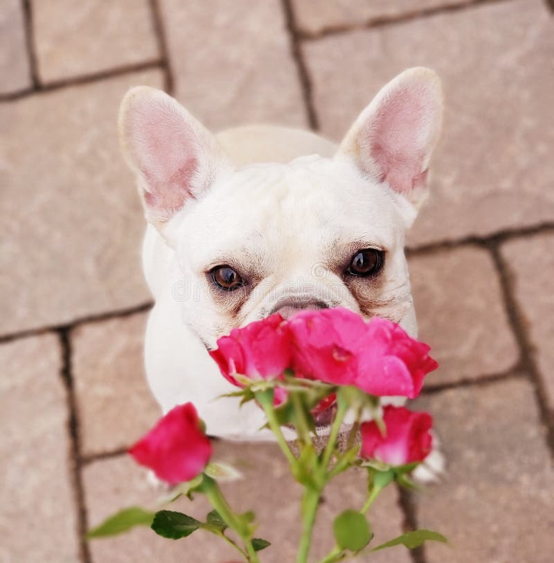 French Bulldog Smells Flowers Rose Stock Photo - Image of ears, bred ...