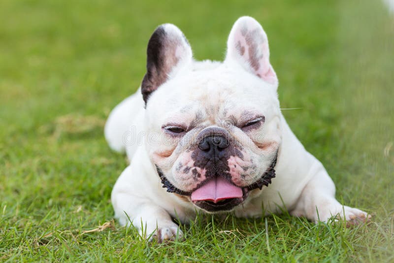 French Bulldog Smiling on the Garden Stock Image - Image of french ...