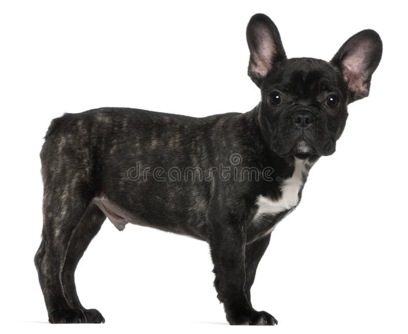 French bulldog standing stock image. Image of friend - 16316695