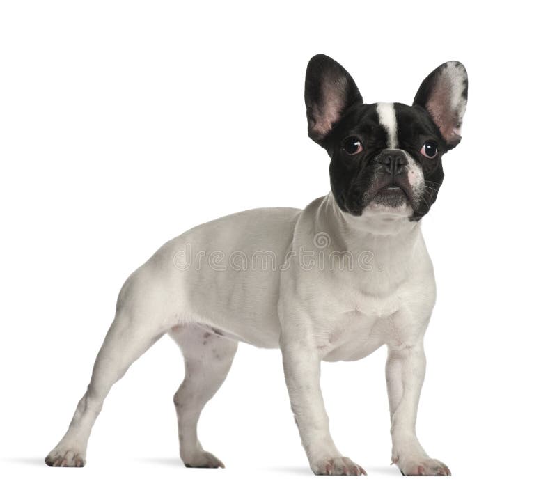 Bulldog Standing on Hind Legs. Stock Photo - Image of mammal, portrait ...