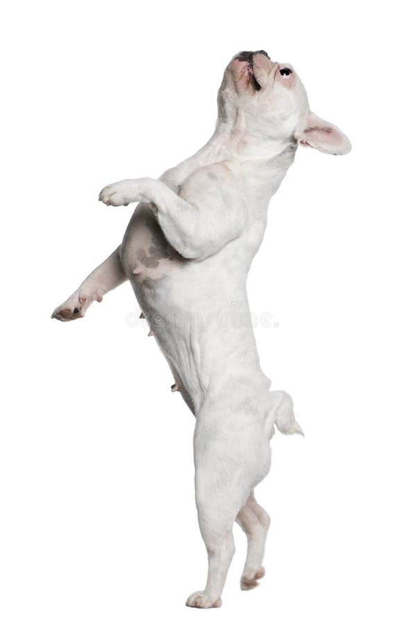 French Bulldog Standing on Hind Legs Stock Image Image of away