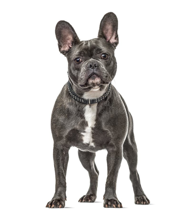 French Bulldog Standing, Isolated Stock Image - Image of people ...