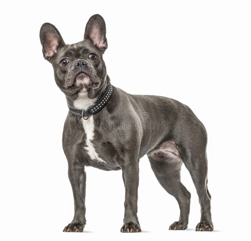 French Bulldog Standing, Isolated Stock Image - Image of looking ...