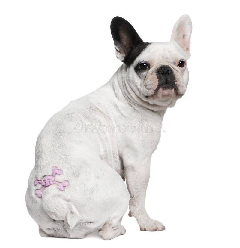 French Bulldog with Tattoo Sitting Stock Image - Image of bulldog, length:  14886625