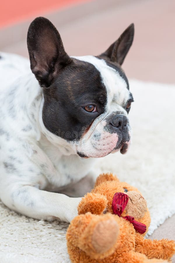 French Bulldog with Teddy Bear Stock Image - Image of little, charming ...