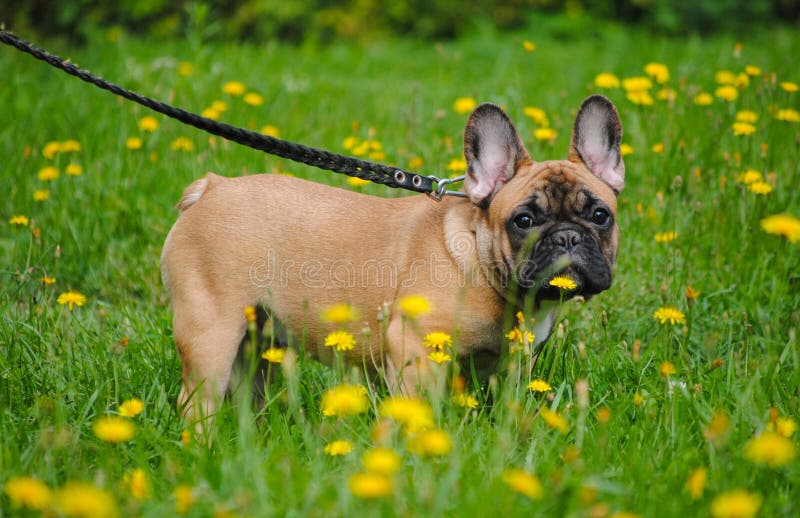 French Bulldog for a Walk in the Summer Park Stock Photo - Image of ...