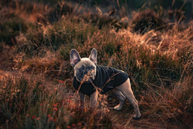 French Bulldog Wearing a Jacket in a Field Stock Photo Image of