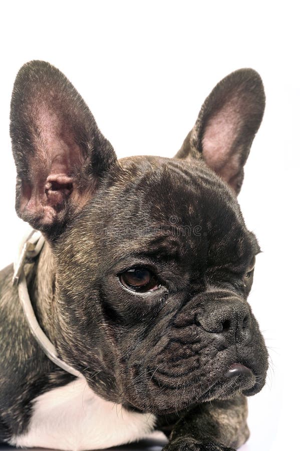 A Dressed Thoughtful Bulldog ..... in Black and Wh Stock Photo - Image ...