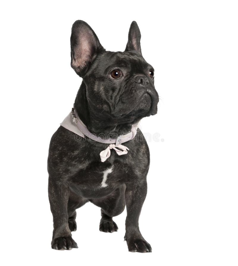 French Bulldog 2 Years Old Stock Photos - Free & Royalty-Free Stock ...