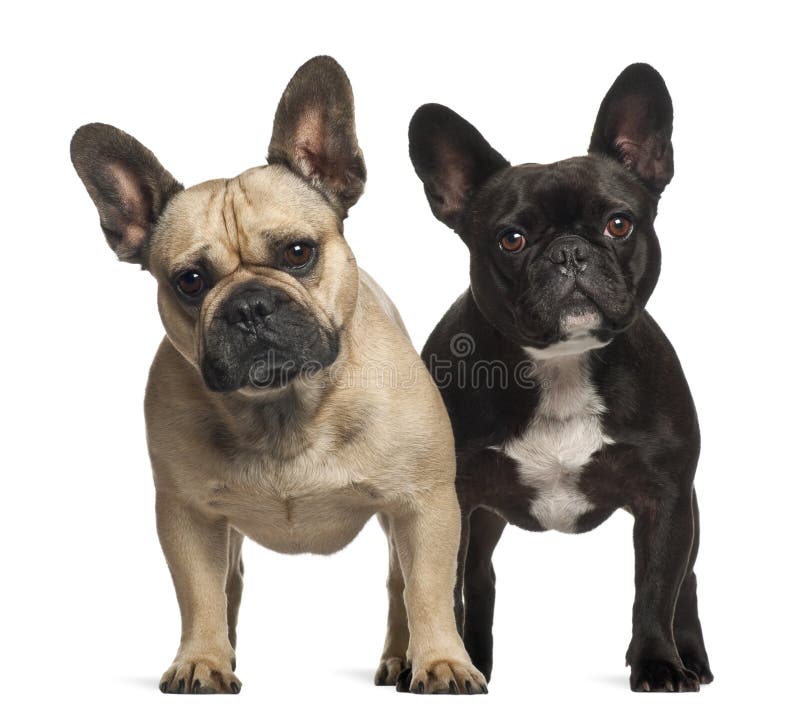 French bulldogs, 3 years old, standing