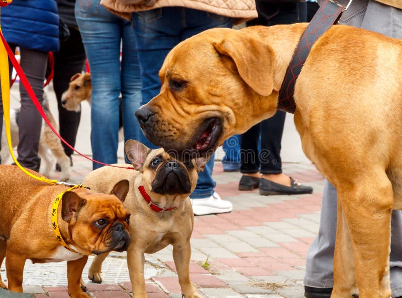 Dog breed French Bulldog and Boerboel. Dog breed French Bulldog and Boerboel.