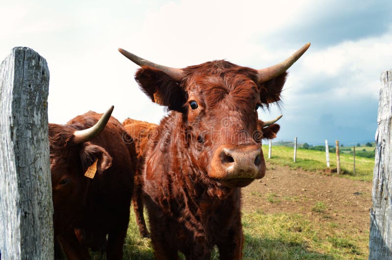 French cow (Auvergne) stock photo. Image of graze, mammal 48170728
