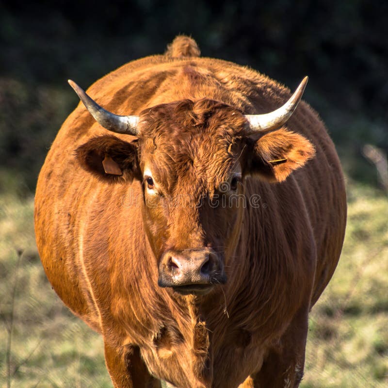 French cow on a meadow stock image. Image of mammal, countryside 27883683