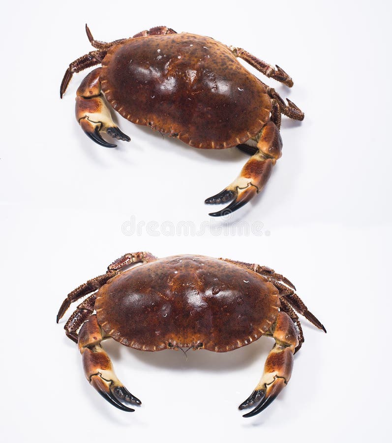 French Crab stock image. Image of ingredient, food, animal 73690783
