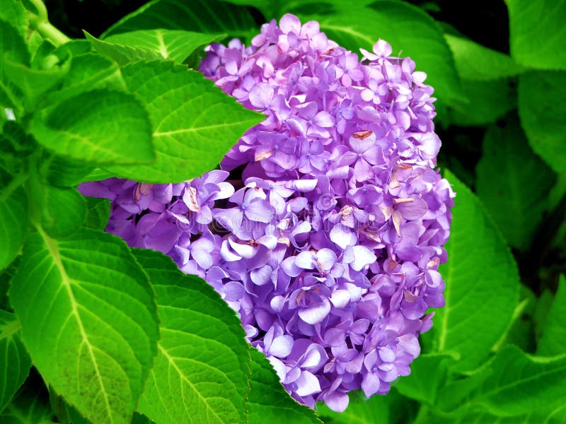 French Flower stock image. Image of purple, macrophylla 147965