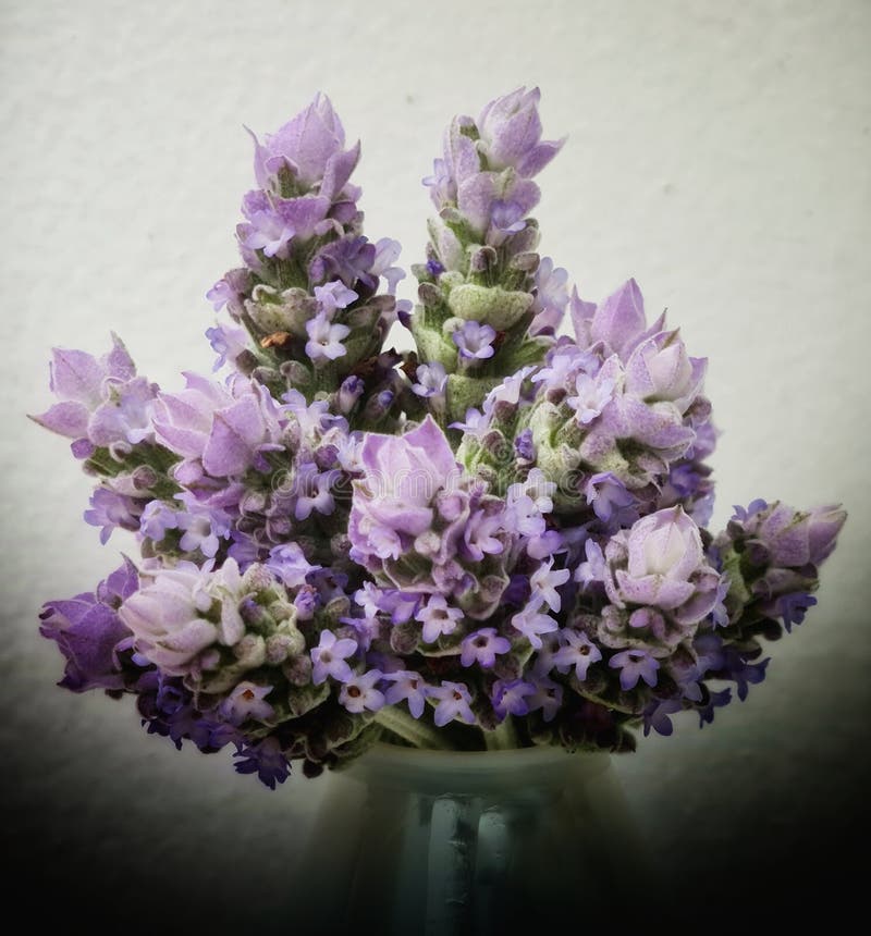 French Lavender Flower Bouquet Stock Image Image of bouquet, french
