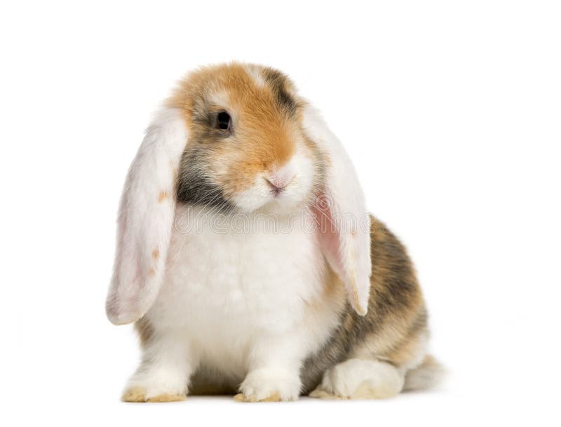French Lop Rabbit in Front of White Background Stock Image - Image of ...