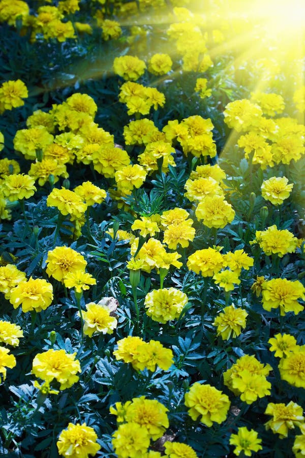 French Marigold Petite Orange Stock Image Image of blossom, field