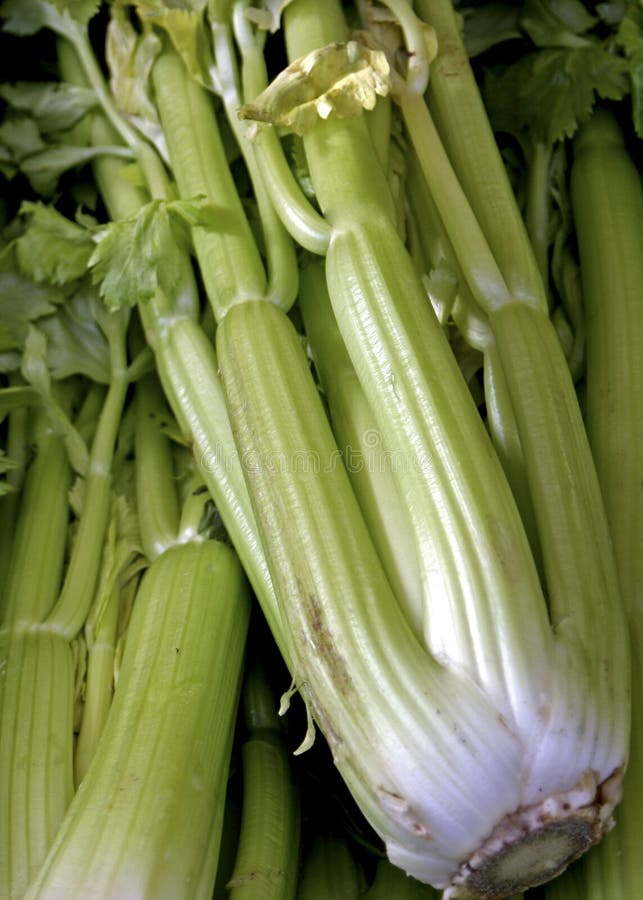 French market celery