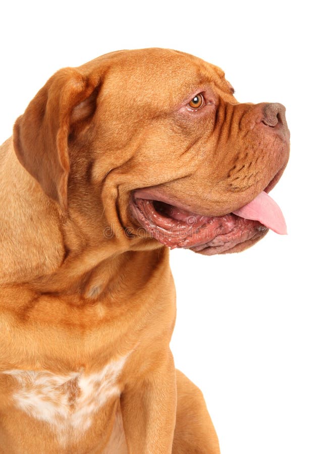French Mastiff stock photo. Image of pedigree, pure, rare 11668252