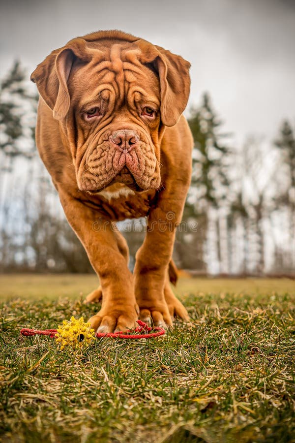 French Mastiff Puppy. Five Months Stock Image Image of puppy