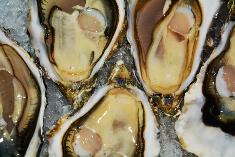 Fresh French oyster stock photo. Image of celebration 80526152