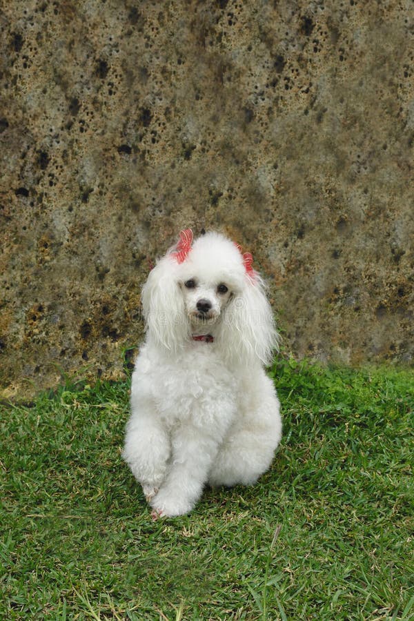 French poodle 7