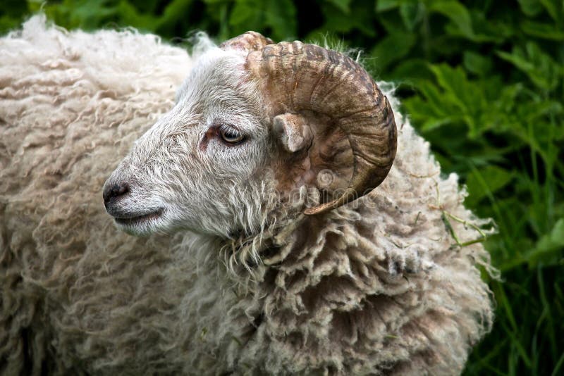 Ram long wool stock image. Image of village, look, strong 29335069