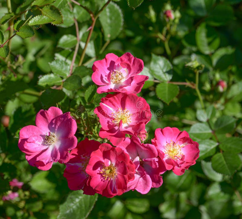 Gallica rosa Gallica Roses